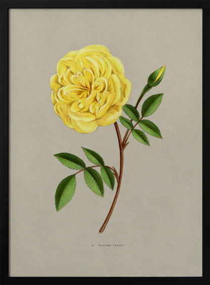 A vintage botanical illustration of a single yellow rose, labeled 'Madame Falcot'. The vibrant, fully bloomed yellow flower is shown on a brown stem with green leaves and a small bud, set against a neutral gray-beige background and enclosed in a simple black frame. Artwork