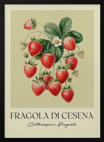 A vintage-style botanical poster featuring a detailed illustration of a strawberry plant with bright red berries, green leaves, and a small white flower. The background is a soft, pale yellow. Below the illustration, the text reads 'FRAGOLA DI CESENA' and 'Coltivazioni Pregiate' in Italian. The entire print is framed in black. Print