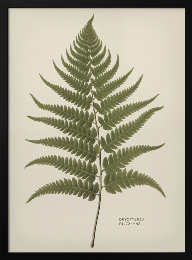 A vintage-style botanical print of a single green fern frond, centered on a light beige background. The scientific name, DRYOPTERIS FILIX-MAS, is printed in the lower right corner. The artwork is presented in a simple black frame. Print