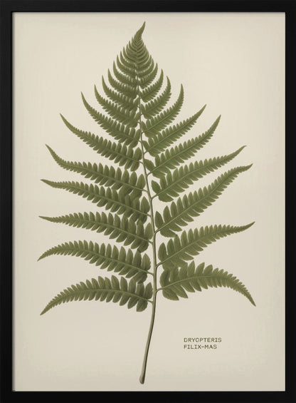 A vintage-style botanical print of a single green fern frond, centered on a light beige background. The scientific name, DRYOPTERIS FILIX-MAS, is printed in the lower right corner. The artwork is presented in a simple black frame. Print