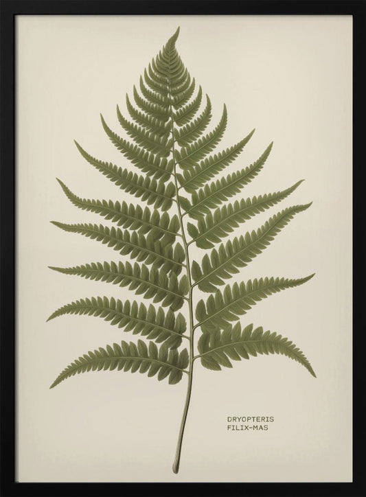 A vintage-style botanical print of a single green fern frond, centered on a light beige background. The scientific name, DRYOPTERIS FILIX-MAS, is printed in the lower right corner. The artwork is presented in a simple black frame. Print