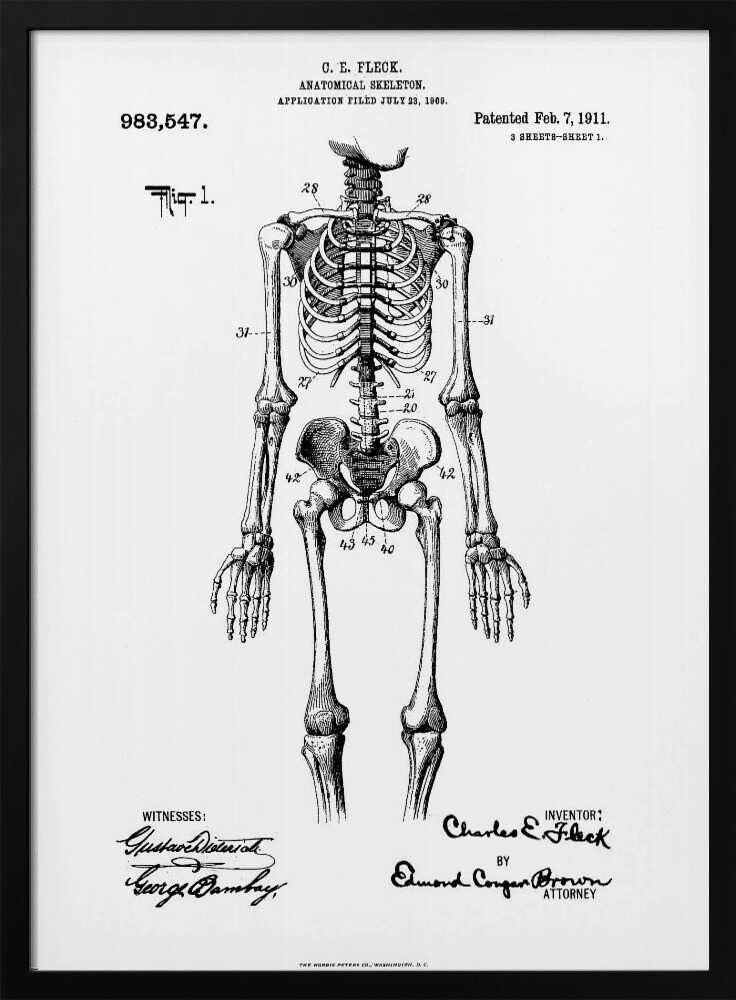 A framed black and white print of a vintage patent illustration for an anatomical skeleton by C.E. Fleck, patented February 7, 1911. The detailed drawing shows a full human skeleton from an anterior view with parts labeled with numbers, set against a light background with official patent text and signatures. Artwork