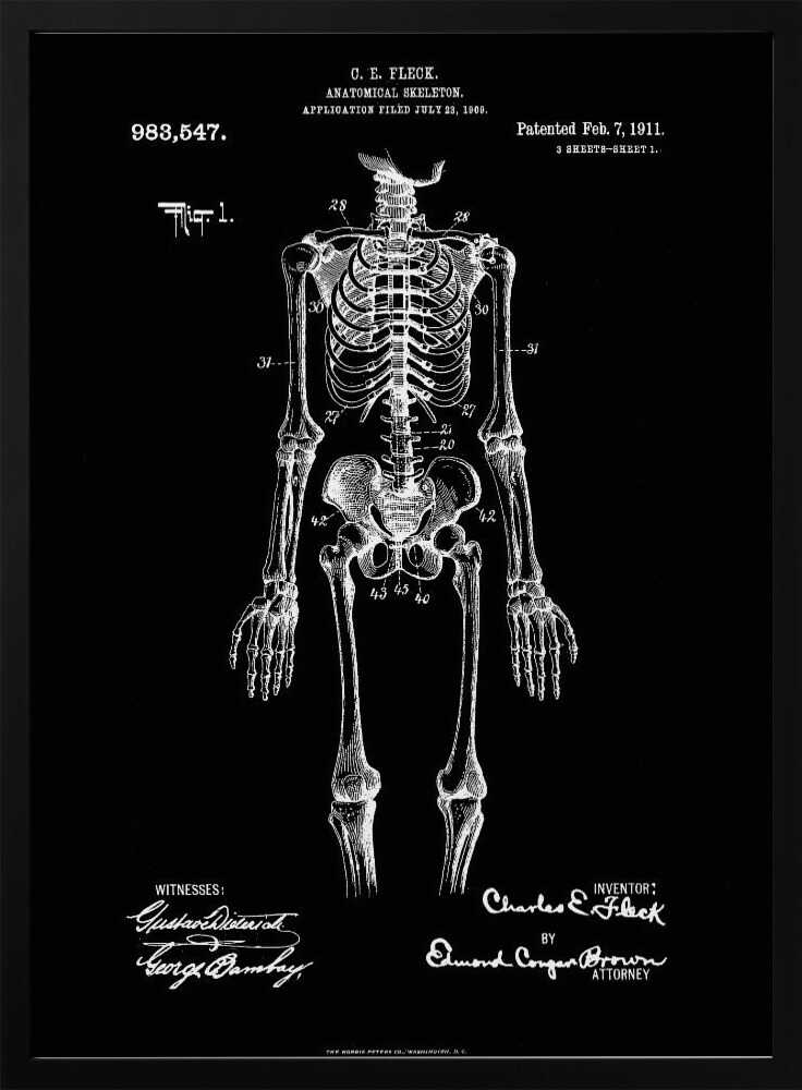 A framed, vintage-style patent illustration of a human anatomical skeleton, presented as a white drawing on a black background. The detailed skeleton is shown from the front, with text indicating the patent number, date, and inventor, C.E. Fleck. Signatures are visible at the bottom. Print