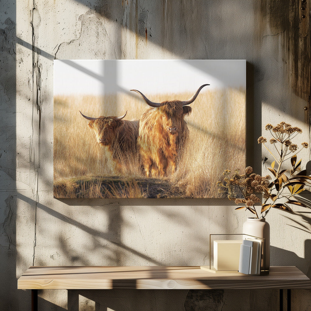 A framed photograph of two majestic Highland cattle with long, shaggy reddish-brown fur and impressive curved horns, standing together in a sunlit field of tall, golden-brown grass. Artwork