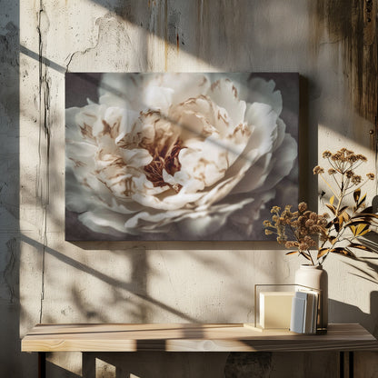 A soft-focus, close-up photograph of a large white peony with browning edges on its delicate, ruffled petals, set against a dark, moody background and presented in a silver frame. Print