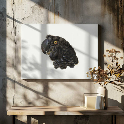 A framed vintage illustration of a black cockatoo's head in profile against a solid white background. The bird has detailed black feathers, a large dark beak, and a striking yellow-orange eye. The artwork is encased in a simple silver frame. Wall Art