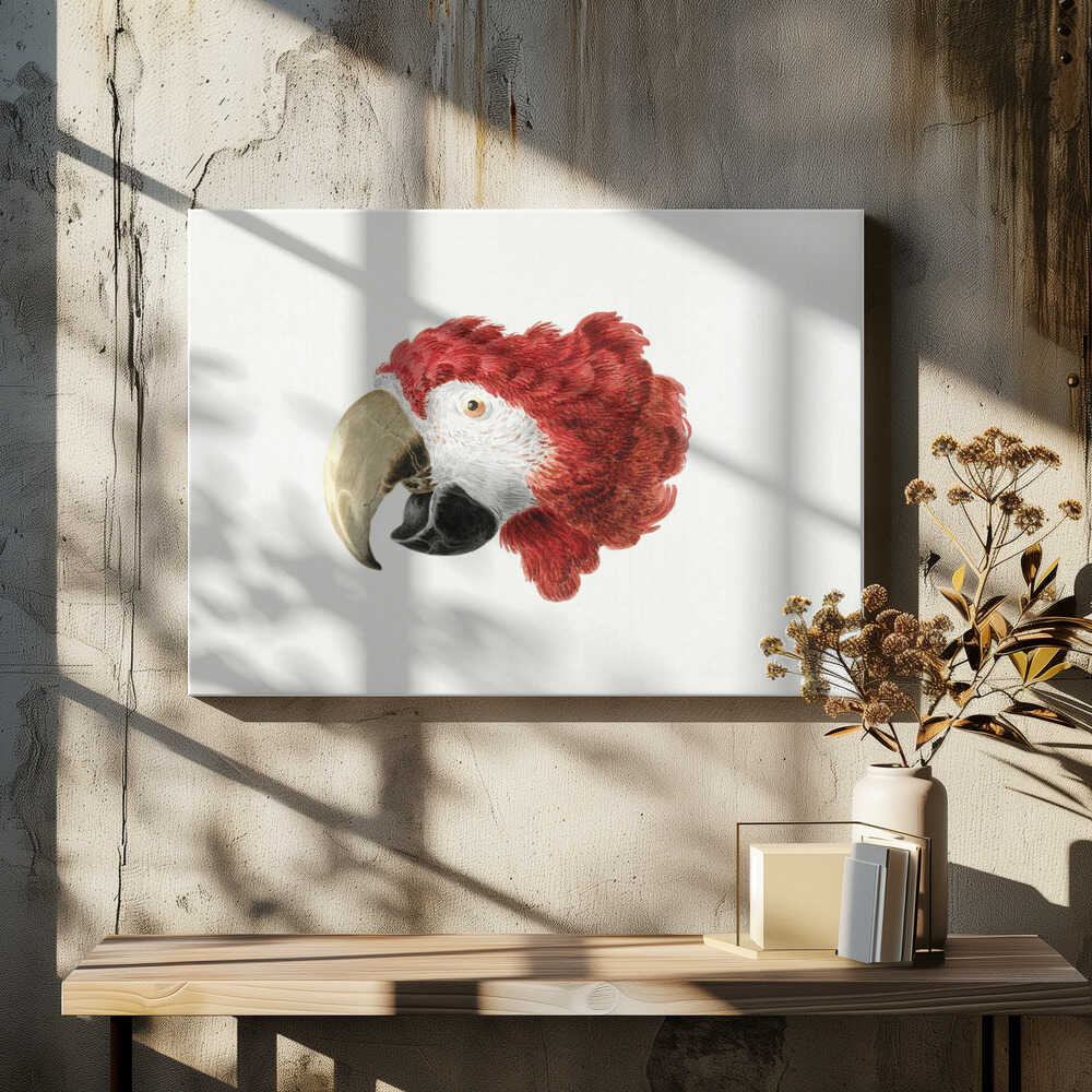 A vintage-style illustration of a red and white parrot's head in profile, set against a white background and enclosed in a silver frame. Print