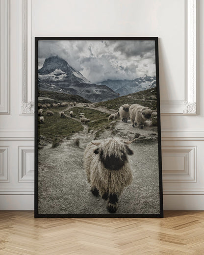 A vertical photograph of a flock of Valais Blacknose sheep on a winding path in a mountain valley, with a large, shaggy sheep in the foreground and the cloud-covered peak of the Matterhorn in the background. Print