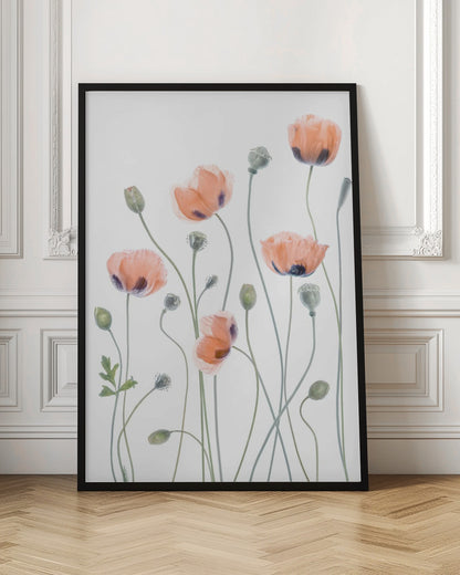 A delicate botanical artwork of several coral-colored poppies with dark centers on long, thin green stems, set against a bright white background and enclosed in a thin black frame. The composition includes blooming flowers, closed buds, and seed pods, rendered in a soft, almost translucent style. Print