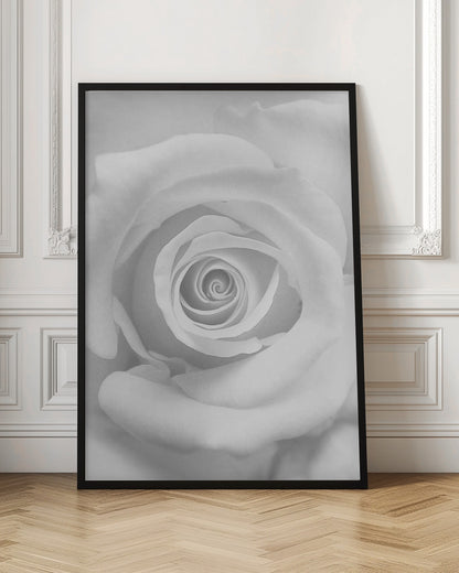A stunning black and white close-up photograph of a rose, capturing the intricate spiral of its petals at the center, presented in a simple black frame. Artwork