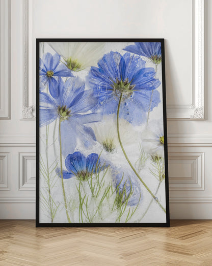 A close-up artistic photograph of blue and white cosmos flowers frozen within a block of clear ice. The flowers are viewed from multiple angles, with delicate petals and thin green stems suspended in the ice, surrounded by tiny air bubbles. Print