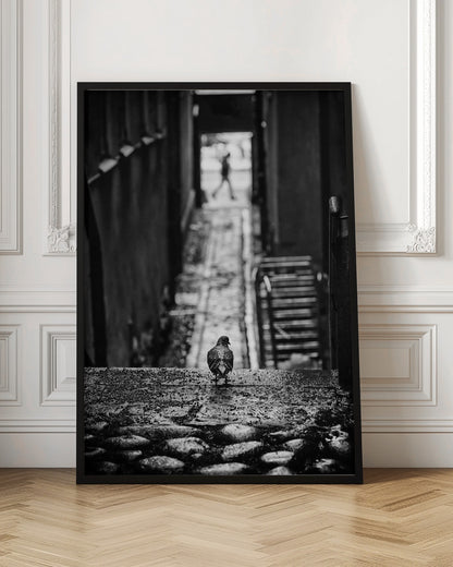 A moody, black and white, high-contrast photograph of a pigeon standing on a cobblestone ledge, viewed from behind. The pigeon looks down a long, narrow, out-of-focus alleyway, at the end of which a blurry silhouette of a person is walking away. Artwork