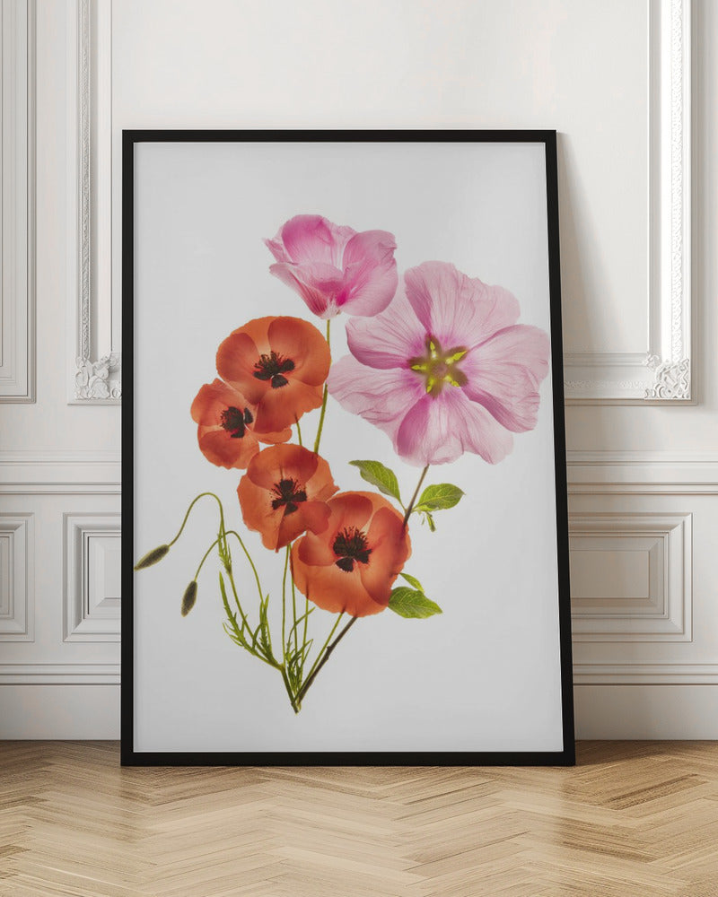 A minimalist art print of a bouquet with vibrant orange poppies and large pink flowers against a clean white background, enclosed in a thin black frame. The flower petals appear delicate and translucent, revealing their inner structures under a soft light. Decor
