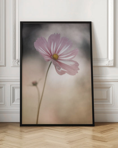 A soft-focus close-up photograph of a delicate pink and white cosmos flower on a long, thin stem. The background is artfully blurred with muted tones of beige, cream, and dark grey, creating a dreamy and serene atmosphere. Another small flower bud is faintly visible in the background. Decor