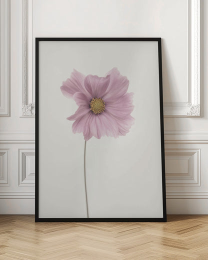 A minimalist framed photograph of a single pink cosmos flower with a yellow center and a long, thin stem, set against a stark, off-white background. Artwork