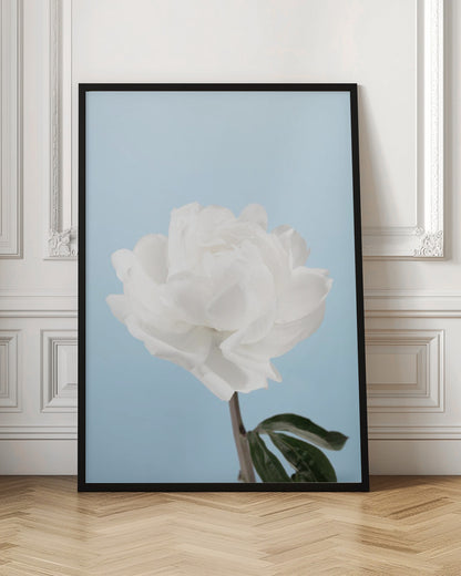 A close-up photograph of a fully bloomed white peony with delicate, layered petals, set against a solid light blue background. A portion of its dark stem and a single green leaf are visible at the bottom. The image is presented in a simple black frame. Wall Art