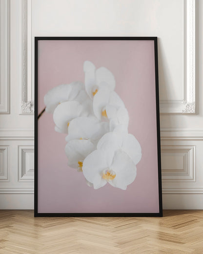 A close-up photograph of a cascading spray of white phalaenopsis orchids with delicate yellow centers, set against a solid pastel pink background, all within a thin black frame. Decor