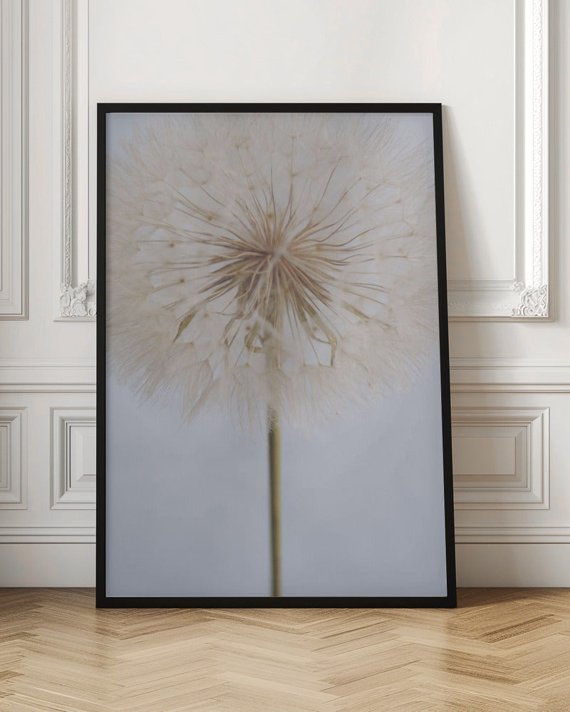 Delicate Dandelion - Poster / Art Print