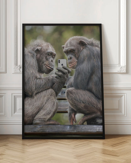 A humorous photo of two chimpanzees sitting on a wooden bench, looking intently at a silver smartphone held by one of the chimps as if they are watching a video or taking a selfie. Print