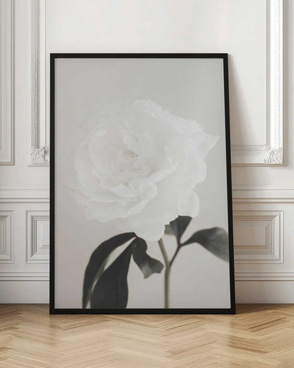 A close-up photograph of a delicate white peony flower with dark leaves against a light, neutral background.