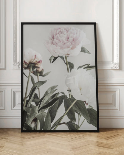 A close-up, low-angle photograph of three peonies against a light gray background. A large, pale pink peony is at the top, a white peony is on the right, and another flower is seen from behind on the left, all surrounded by dark green leaves. Print