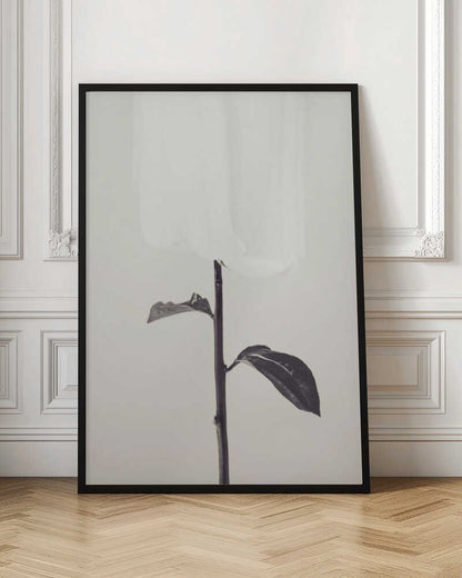 Peony 18 - Poster / Art Print