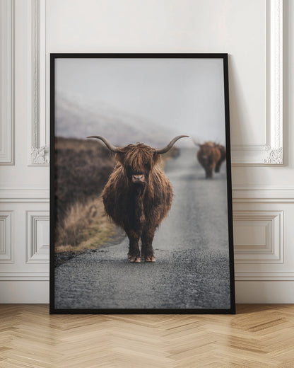 A portrait photograph of a shaggy, brown Highland cow standing in the center of a narrow road, looking directly at the camera. Another Highland cow is seen further down the road in the background, with a misty, hilly landscape on either side. Wall Art