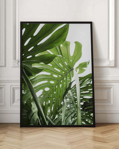 A low-angle, close-up photograph of vibrant green Monstera deliciosa leaves, showcasing their natural splits and holes against a bright white background, enclosed in a thin black frame. Print