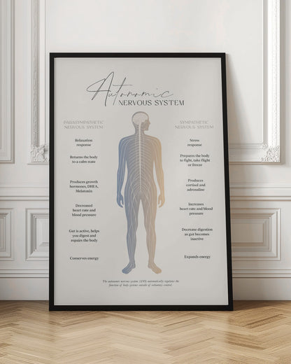 An educational infographic poster explaining the Autonomic Nervous System, divided into the Parasympathetic (relaxation) and Sympathetic (stress) systems. A central illustration of a human figure shows the nervous system, with the left side detailing the effects of the parasympathetic system and the right side detailing the effects of the sympathetic system. The poster has a minimalist design on a beige background within a black frame. Artwork