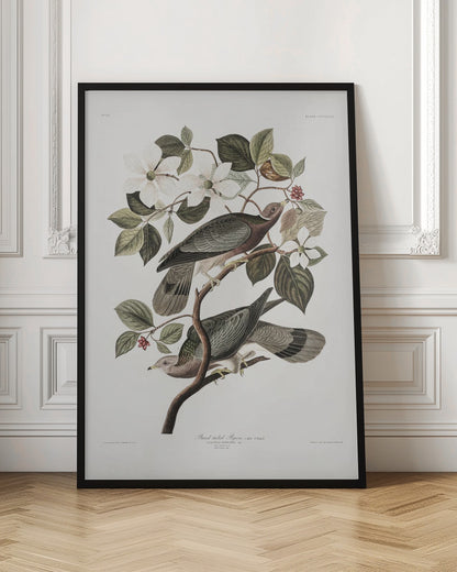 A vintage ornithological illustration of two Band-tailed Pigeons perched on the branch of a flowering dogwood tree. The detailed artwork showcases the birds' grey and brown plumage amidst white blossoms and green leaves against a neutral off-white background. Poster