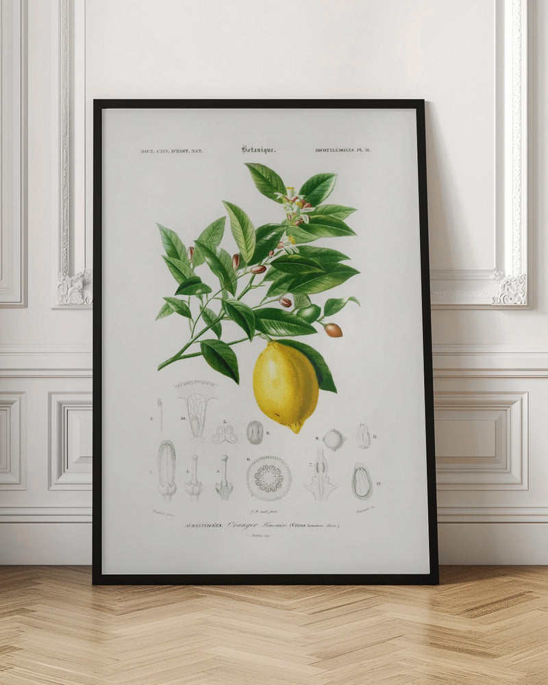 Lemon (citrus Limonium) - Poster / Art Print