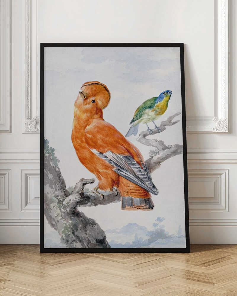 A vintage watercolor painting of two exotic birds on a tree branch. In the foreground, a large, vibrant orange Guianan cock-of-the-rock with a prominent crest looks upward. Behind it, a smaller Green Honeycreeper with a blue head and green feathers is perched. The background is a soft, muted landscape. Decor