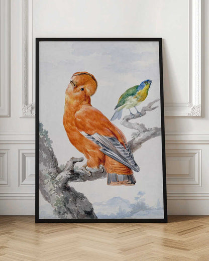A vintage watercolor painting of two exotic birds on a tree branch. In the foreground, a large, vibrant orange Guianan cock-of-the-rock with a prominent crest looks upward. Behind it, a smaller Green Honeycreeper with a blue head and green feathers is perched. The background is a soft, muted landscape. Decor