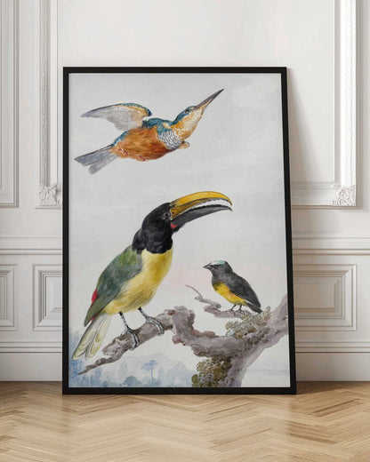 A vintage ornithological illustration of three colorful birds against a light background, framed in black. At the top, a kingfisher is depicted in flight. Below, a large toucan with a prominent yellow beak and a smaller bird are perched on a branch. Print
