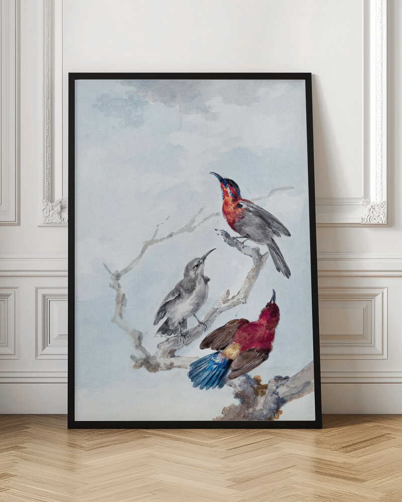 A vintage watercolor illustration of three birds on a gnarled branch against a soft blue and grey sky. One bird has a red and blue head, another is grey, and the third displays a crimson back and vibrant blue tail feathers. The artwork is presented in a simple black frame. Poster