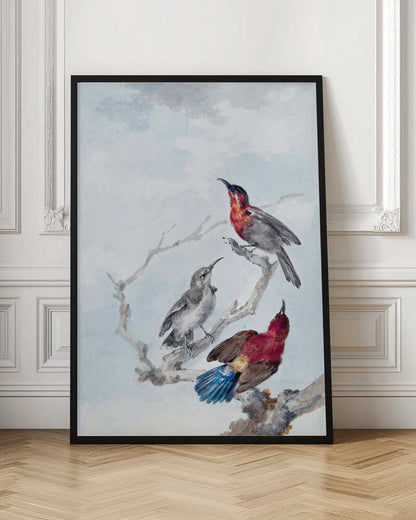 A vintage watercolor illustration of three birds on a gnarled branch against a soft blue and grey sky. One bird has a red and blue head, another is grey, and the third displays a crimson back and vibrant blue tail feathers. The artwork is presented in a simple black frame. Poster