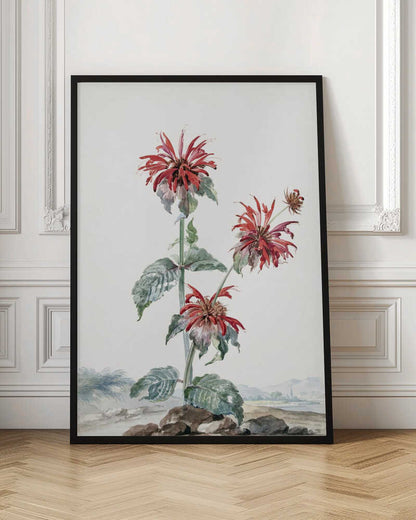 A vibrant red bergamot fruit prominently featured within a natural landscape, depicted in an art print. Artwork