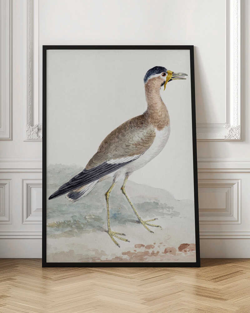 A yellow wattled lapwing bird, typically found in open country, with its distinctive yellow wattle, brown body, and black markings, depicted on a poster or art print. Wall Art