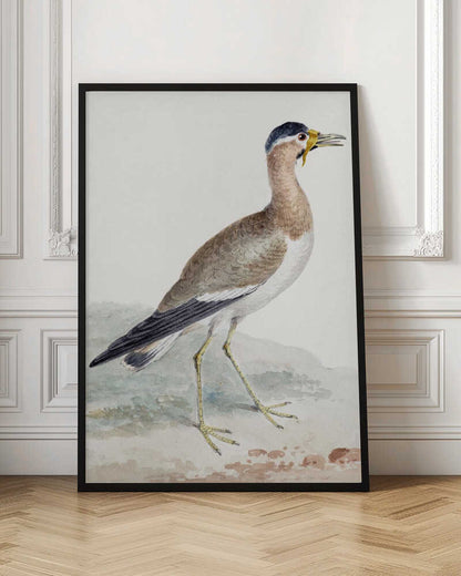 A yellow wattled lapwing bird, typically found in open country, with its distinctive yellow wattle, brown body, and black markings, depicted on a poster or art print. Wall Art