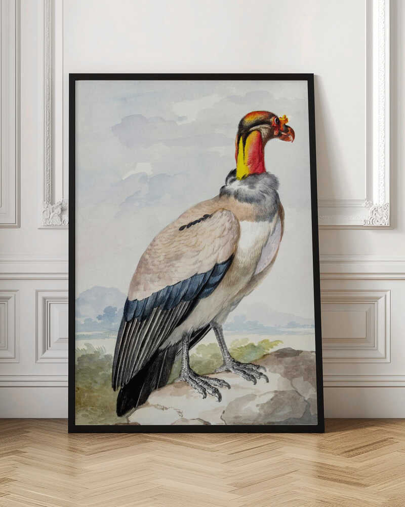 A vintage watercolor illustration of a King Vulture in profile, standing on a rock against a pale sky with distant mountains. The bird has a brightly colored featherless head in shades of red, orange, and yellow, a grey ruff, a cream-colored body, and dark blue and black wing feathers. Poster