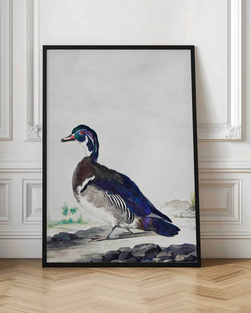 A vintage scientific illustration of a wood duck standing on a rocky shore, shown in profile. The bird has an iridescent blue and green head, a white throat, and deep blue wings, all set against a light, neutral background and presented in a simple black frame. Poster