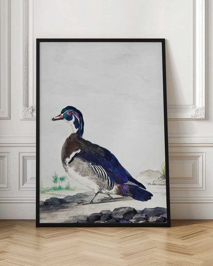 A vintage scientific illustration of a wood duck standing on a rocky shore, shown in profile. The bird has an iridescent blue and green head, a white throat, and deep blue wings, all set against a light, neutral background and presented in a simple black frame. Poster