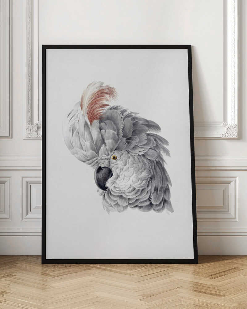 A framed vintage-style scientific illustration of a cockatoo's head against a white background. The bird is shown in profile, with detailed grey and white feathers, a large reddish-brown crest, a dark curved beak, and a yellow eye. Print