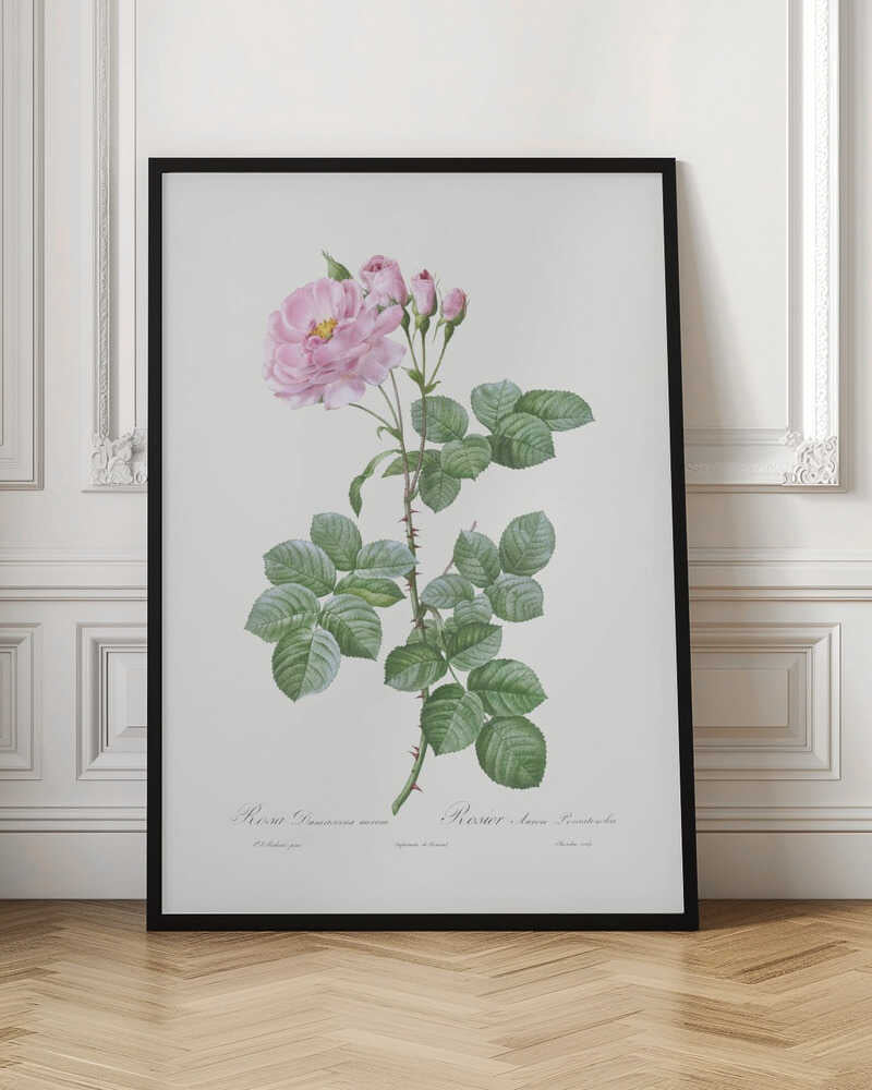 A vintage botanical illustration of a pink Damask rose stem against a plain off-white background. The detailed drawing shows a thorny stem with vibrant green leaves, a fully bloomed pink rose with a yellow center, and several smaller pink buds. Cursive text is written at the bottom. The print is displayed in a thin black frame. Artwork