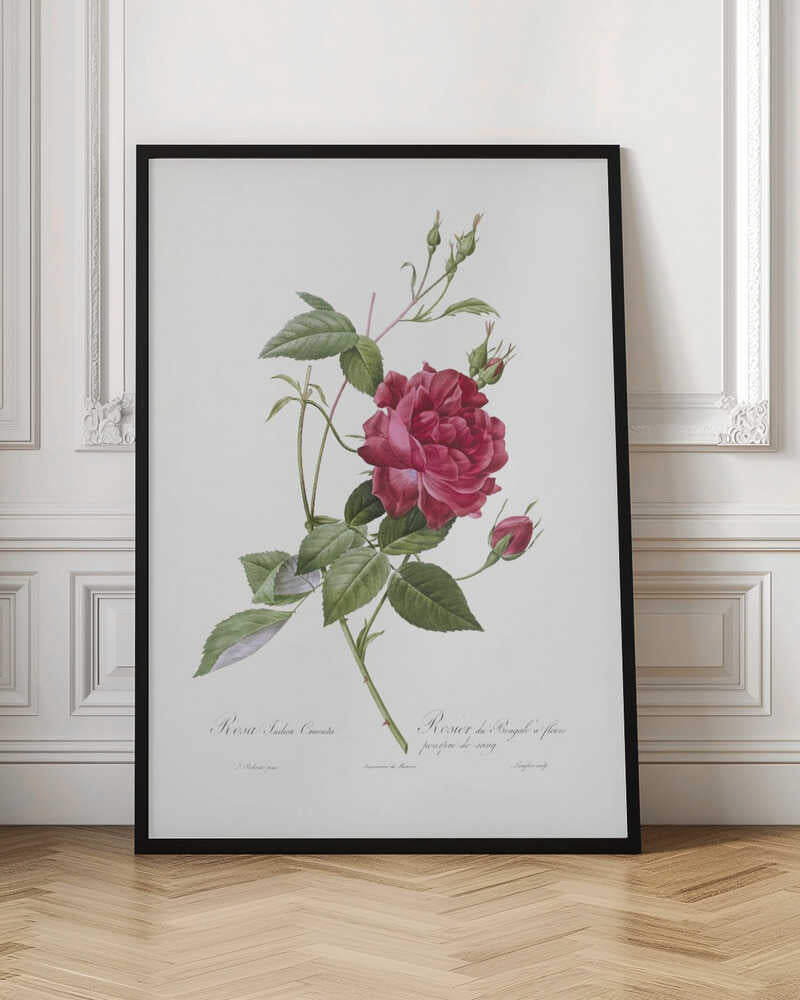 A vintage botanical illustration of a deep red rose with lush green leaves and several buds on a single stem, set against an off-white background. The artwork is framed in a simple black frame and features cursive script at the bottom identifying the flower. Print