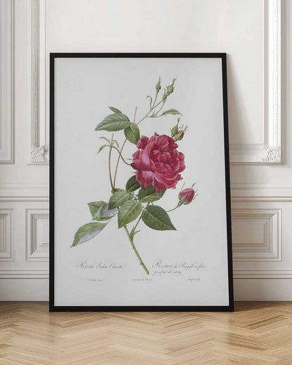 A vintage botanical illustration of a deep red rose with lush green leaves and several buds on a single stem, set against an off-white background. The artwork is framed in a simple black frame and features cursive script at the bottom identifying the flower. Print