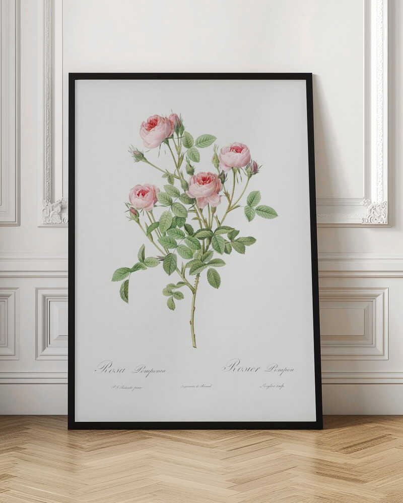 A vintage botanical illustration of a Rosa Pomponia, also known as Rosier Pompon, featuring a flowering stem with pink roses and green leaves against a white background. Cursive text at the bottom identifies the species. The artwork is framed in black. Print