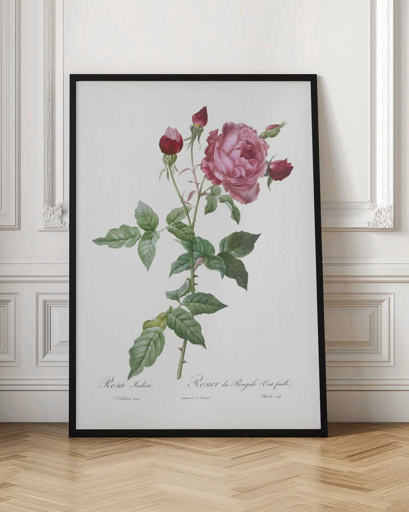 A vintage botanical illustration of a pink and red rose stem, featuring a large, fully bloomed pink flower and several red buds. The thorny green stalk and detailed leaves are set against a plain off-white background with cursive text below. The artwork is presented in a simple black frame. Wall Art