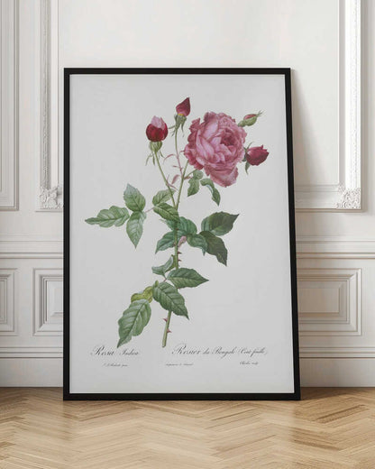 A vintage botanical illustration of a pink and red rose stem, featuring a large, fully bloomed pink flower and several red buds. The thorny green stalk and detailed leaves are set against a plain off-white background with cursive text below. The artwork is presented in a simple black frame. Wall Art