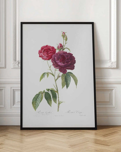 A classic botanical illustration of a rose stem with two large blossoms, one bright red and the other a deep magenta, along with several buds. The stem is green with thorns and leaves, set against an off-white background and presented in a simple black frame. Artwork
